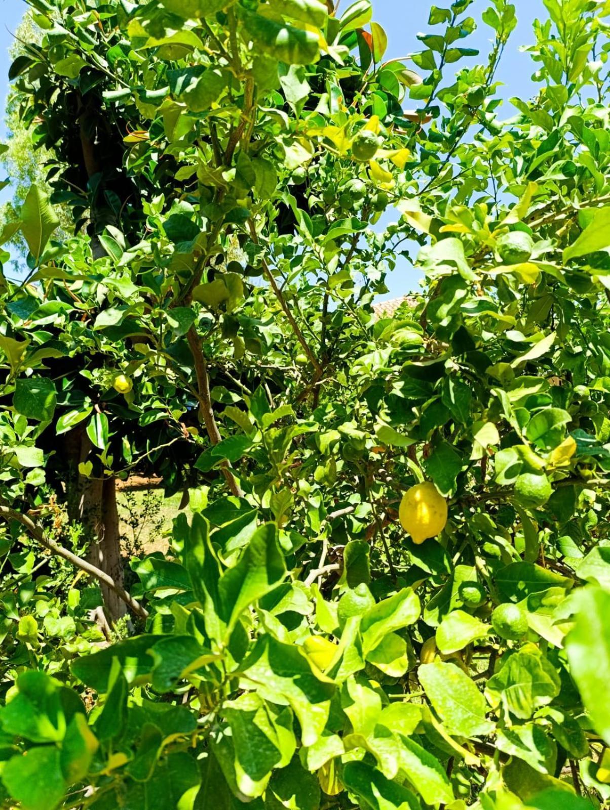 Casa In Giardino A Pochi Passi Dal Mare